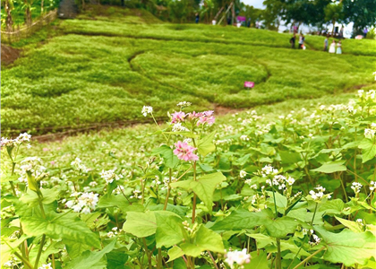 Thưởng lãm vườn hoa Tam giác mạch ở “Làng”