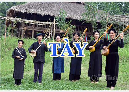 Tày