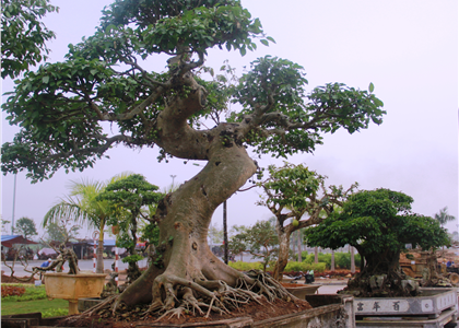 Sẽ tổ chức triển lãm và trồng cây xanh tại 